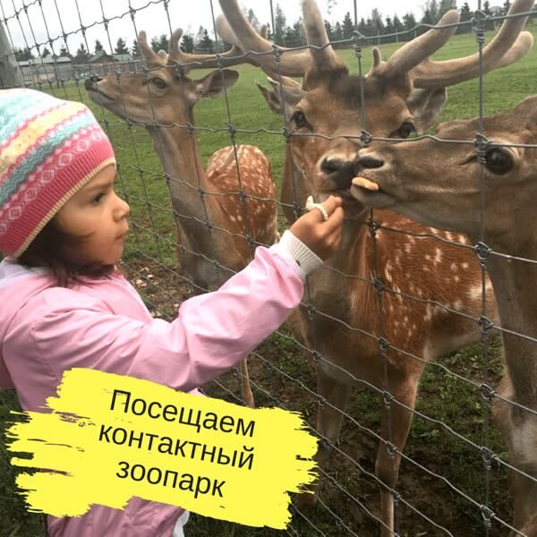 Поездка в контактный зоопарк